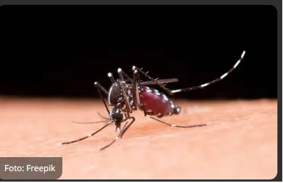 Brasil registra 1,66 milhão de casos prováveis de dengue em 2025